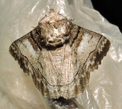 Hypobapta diffundens