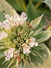 Pycnanthemum setosum