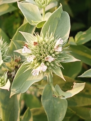 Pycnanthemum setosum