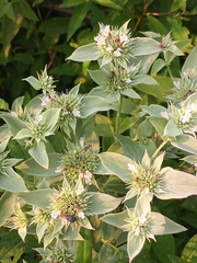 Pycnanthemum setosum