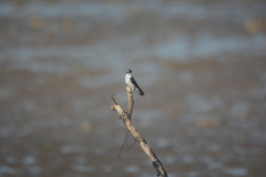 Tachycineta albiventer