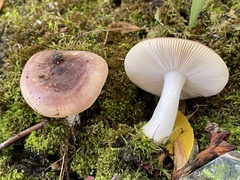 Russula versicolor