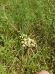 Asclepias linearis