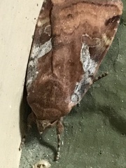 Cryptocala acadiensis