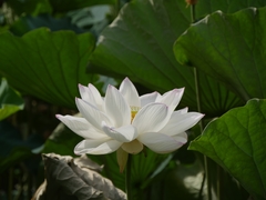 Nelumbo nucifera