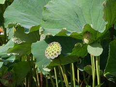Nelumbo nucifera