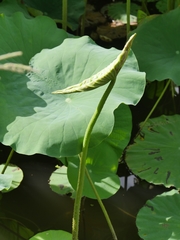 Nelumbo nucifera