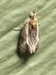 Olethreutes quadrifidum