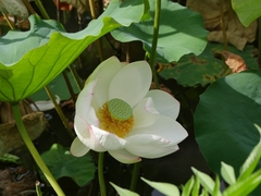 Nelumbo nucifera