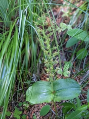 Neottia banksiana