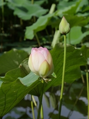 Nelumbo nucifera