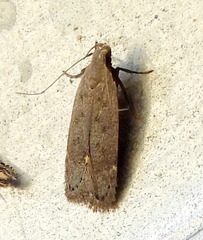 Anacampsis comparanda