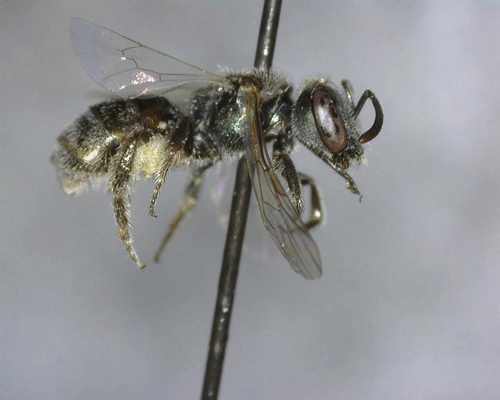 iNaturalist observation photo of Incomplete Sweat Bee