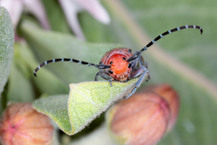 Tetraopes annulatus