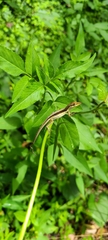 Anolis pulchellus