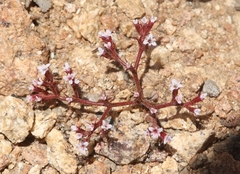 Chorizanthe leptotheca