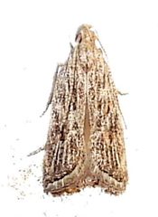 Helcystogramma chambersella