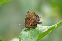 Arhopala madytus