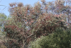Eucalyptus torquata