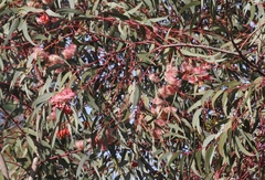 Eucalyptus torquata
