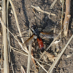 Cylindromyia intermedia