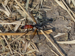 Cylindromyia intermedia