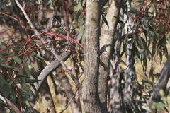 Eucalyptus torquata