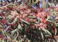 Eucalyptus torquata