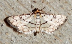 Hileithia rehamalis