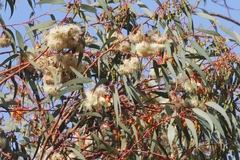 Eucalyptus torquata