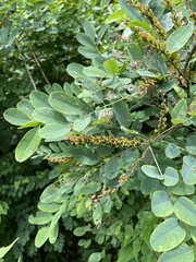 Amorpha glabra