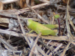 Paraidemona