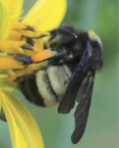 Bombus image