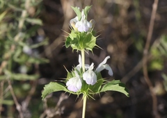 Acanthomintha ilicifolia