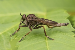Machimus snowii