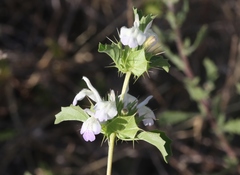 Acanthomintha ilicifolia