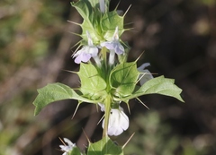 Acanthomintha ilicifolia