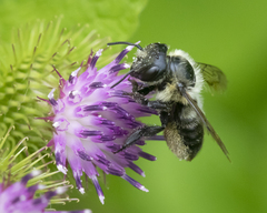Megachile gemula