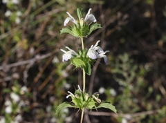 Acanthomintha ilicifolia