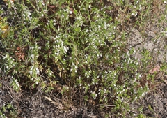 Acanthomintha ilicifolia