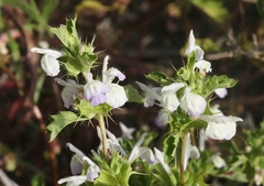 Acanthomintha ilicifolia