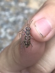 Ellipsoptera cuprascens