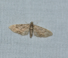 Eupithecia columbiata