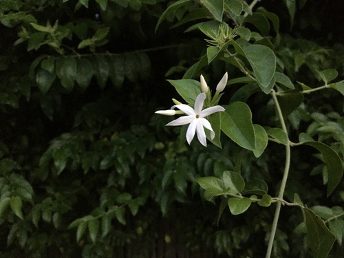 Jasminum multiflorum