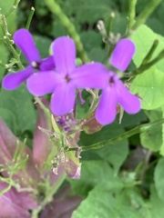 Hesperis matronalis