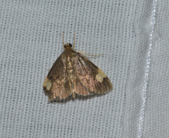 Evergestis unimacula