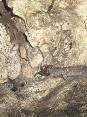 Loxosceles yucatana