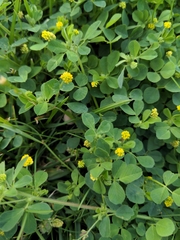 Medicago lupulina