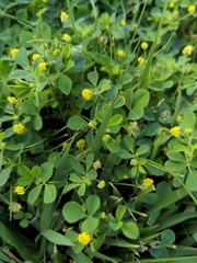 Medicago lupulina
