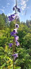 Delphinium elatum